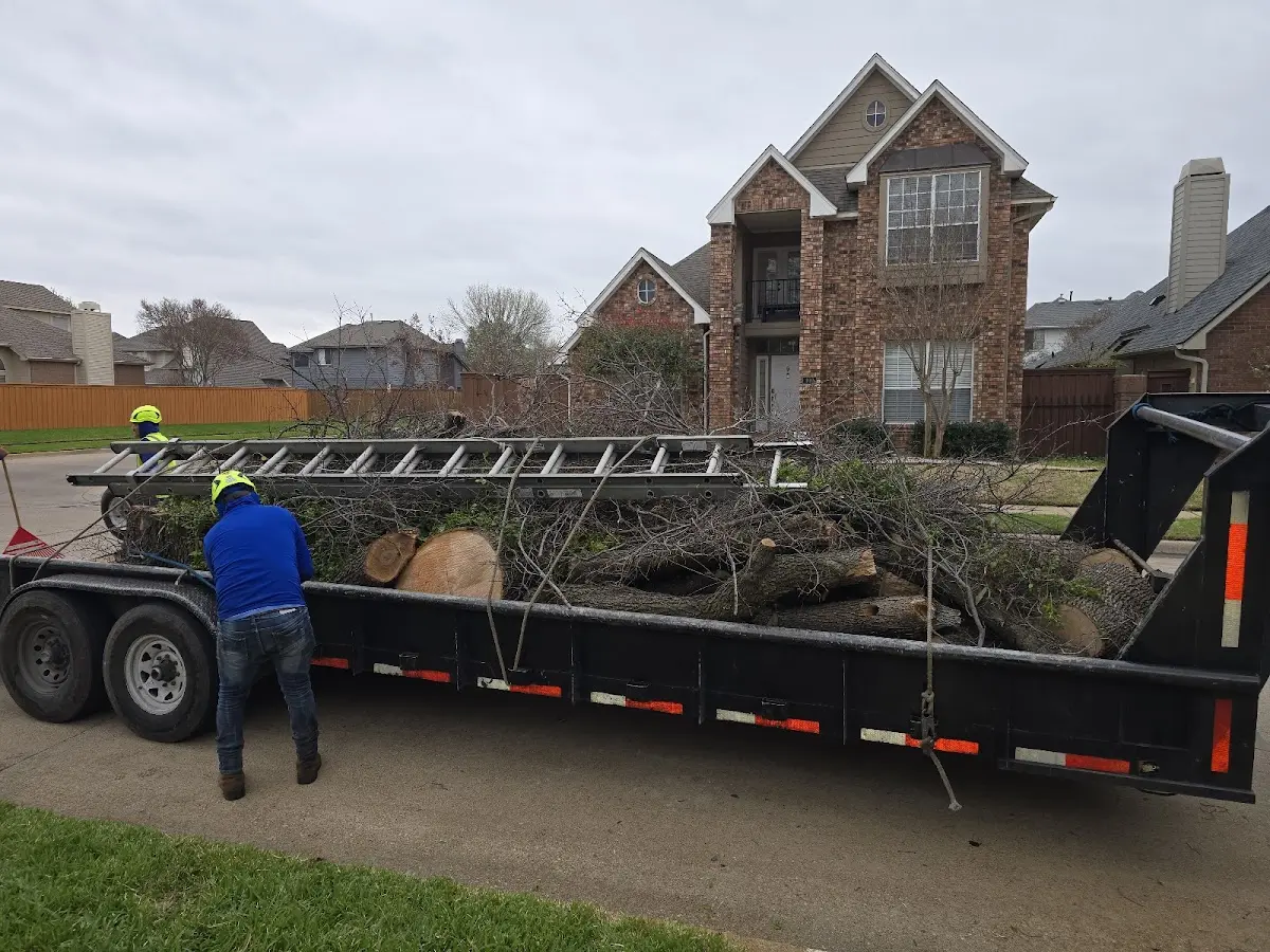 Expert Tree Pest Control with proper safety equipment in Emerson